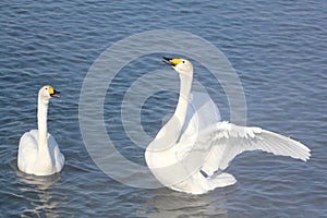 Whooper swans swimming in the lake