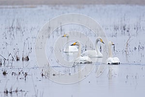 Whooper swans