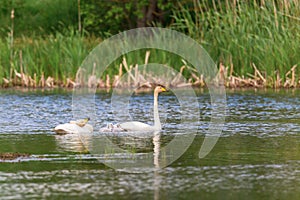 Whooper Swans with young nestlings