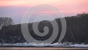 Whooper white swans on Lake Svetloye, Altai Territory. Russia