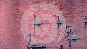 Whooper white swans on Lake Svetloye, Altai Territory. Russia