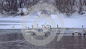 Whooper white swans on Lake Svetloye, Altai Territory. Russia