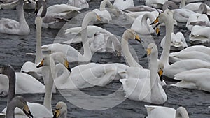 Whooper white swans on Lake Svetloye, Altai Territory. Russia