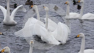 Whooper white swans on Lake Svetloye, Altai Territory. Russia