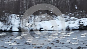 Whooper white swans on Lake Svetloye, Altai Territory. Russia