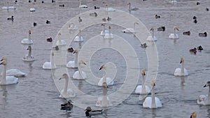 Whooper white swans on Lake Svetloye, Altai Territory. Russia