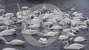 Whooper white swans on Lake Svetloye, Altai Territory. Russia