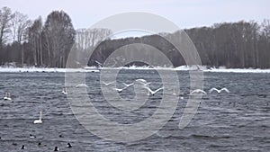 Whooper white swans on Lake Svetloye, Altai Territory. Russia