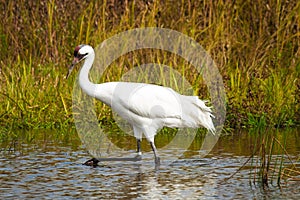 Whooping Crane 1