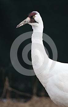 Whooping Crane
