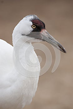 Whooping Crane