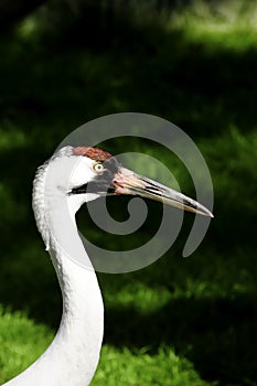 Whooping Crane