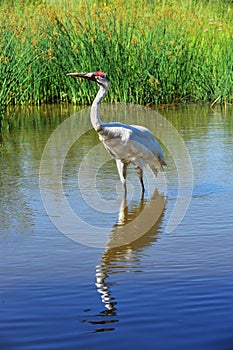 Whooping Crane