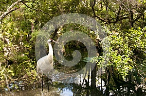 Whooping Crane