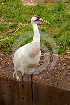 Whooping Crane