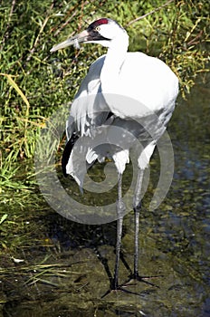 Whooping Crane