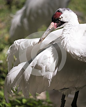 Whooping crane bird stock photos. Picture. Portrait. Image. Photo. Whooping crane bird head close-up profile-view.  Endangered