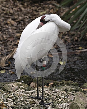 Whooping crane bird stock photos. Picture. Portrait. Image. Photo. Whooping crane bird profile-view. Endangered bird.  Endangered