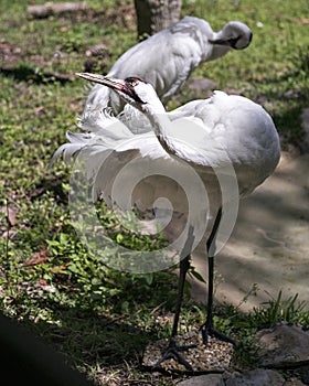 Whooping crane bird stock photos. Picture. Portrait. Image. Photo. Whooping crane bird profile-view. Endangered bird.  Endangered