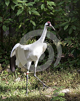 Whooping crane bird stock photos.  Whooping crane bird profile-view.  Picture.  Image. Portrait