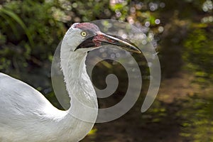 Whooping Crane, Closeup