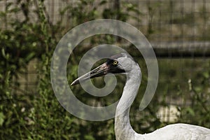 Whooping crane