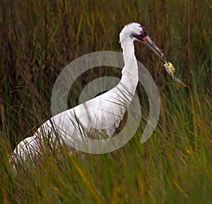 Whooping Crane and Crab