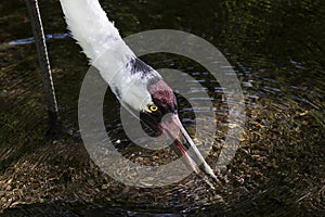 Whooping Crane Drinking Water