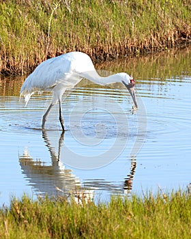Whooping Crane Eating Crab with Reflection
