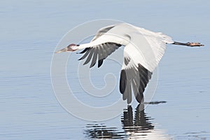 Whooping Crane in Flight With Wing in Water