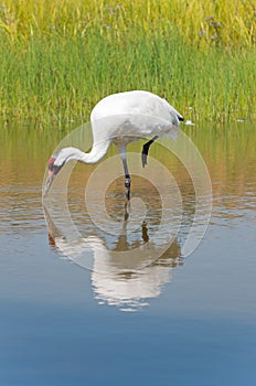 Whooping Crane Foraging for Food