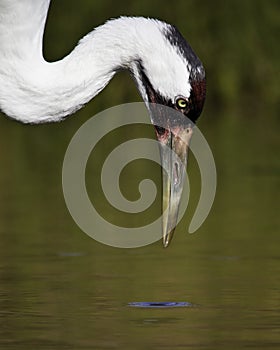 Whooping Crane (grus americana)