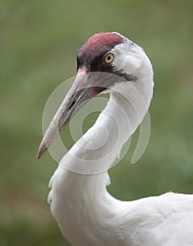 Whooping Crane