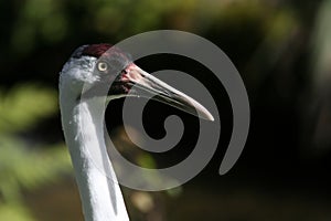 Whooping Crane head shot