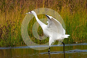 Whooping Crane 2