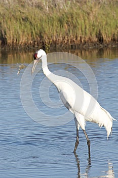 Whooping Crane Lost Crab