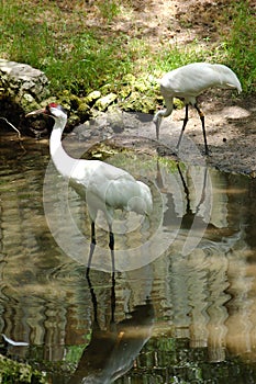 Whooping Crane pair