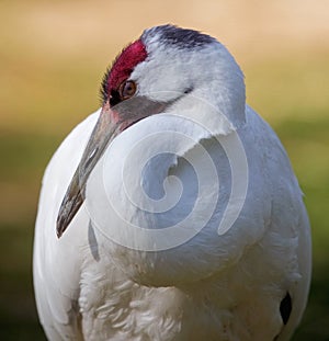 Whooping crane portrait