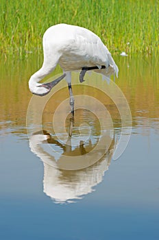 Whooping Crane Preening in Marsh