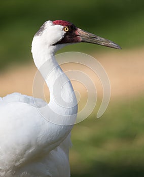 Whooping crane profile