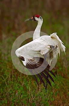 Whooping Crane Stretch