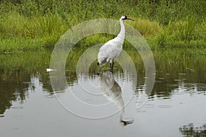 Whooping Crane Wader