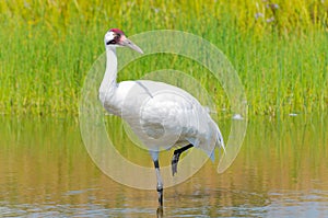 Whooping Crane Wading in Marsh