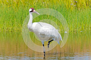 Whooping Crane Wading in Marsh photo