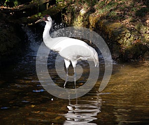 Whooping Crane in the water