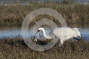 Whooping Cranes