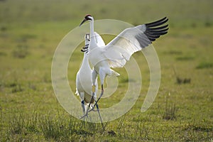 Whooping Cranes doing the mating dance