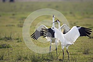 Whooping Cranes doing the mating dance