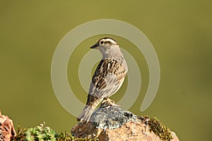 whooping sparrow in the field
