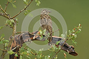 Whooping sparrow in the field